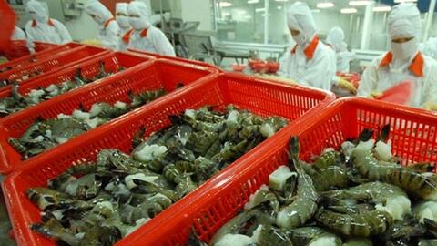 Ngành tôm Việt Nam mất 10.000 tỉ đồng vì kháng sinh