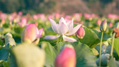 Đi Ninh Bình ngắm mùa sen nở rộ đẹp mê ly với chi phí chỉ khoảng 1 triệu đồng