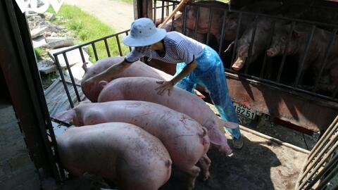 Giá lợn hơi chạm đáy, người nuôi lỗ nặng, lo mất Tết
