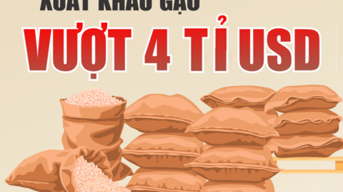 (Infographic) Xuất khẩu gạo vượt 4 tỉ USD