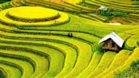 Cạnh tranh cùng một mặt hàng, Việt Nam dự tính xuất ít hơn Thái Lan, nhưng bán được giá cao hơn hẳn