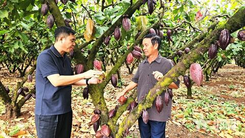 Cựu chiến binh liên kết, giúp nhau làm giàu