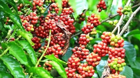 Bản tin nông sản hôm nay (19-3): Giá cà phê, hồ tiêu tiếp tục tăng