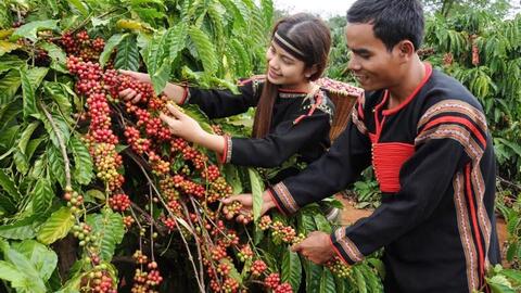 Bản tin nông sản hôm nay (21-3): Giá cà phê, hồ tiêu đồng loạt tăng