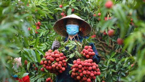 Vải được mùa, mới đầu vụ đơn hàng xuất ngoại đã tăng vọt
