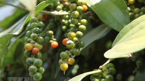 Bản tin nông sản hôm nay (20-5): Giá hồ tiêu và cà phê tiếp đà giảm