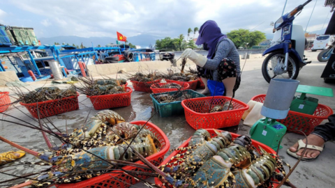 10 tháng, xuất khẩu tôm hùm Việt Nam đạt kỷ lục 712 triệu USD