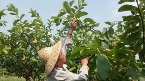 Mở lối thoát nghèo trên quê hương Mê Linh