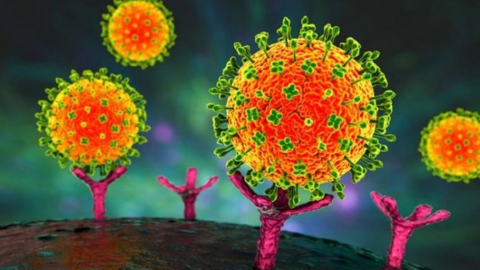 Tuyên Quang yêu cầu tập huấn, chủ động phòng chống dịch bệnh do vi rút Nipah