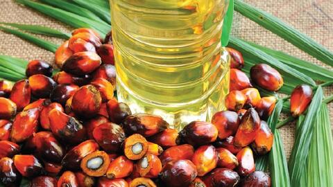 Malaysia dùng dầu cọ làm lá chắn trước cú sốc năng lượng