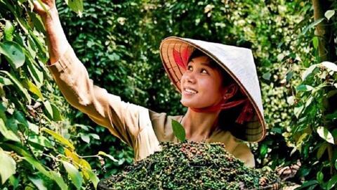 Bản tin nông sản hôm nay (4-6): Giá cà phê tăng trở lại, giá hồ tiêu ổn định
