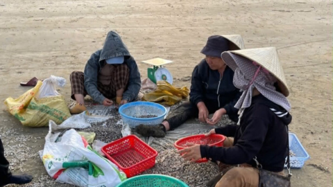 Ngư dân đạp sóng biển, đi giật lùi bắt ốc tí hon kiếm tiền triệu