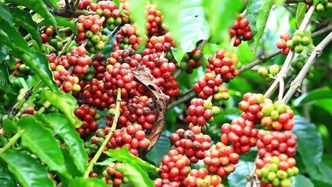 Bản tin nông sản hôm nay (23-6): Giá cà phê tăng nhẹ