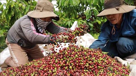 Bản tin nông sản hôm nay (23-7): Giá cà phê trong nước giảm mạnh