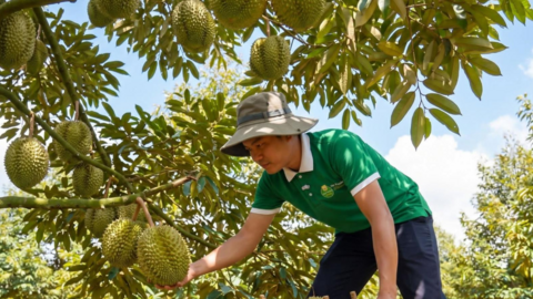 “Chinh phục” hơn 20 quốc gia và vùng lãnh thổ, sầu riêng ước đạt 4 tỷ USD