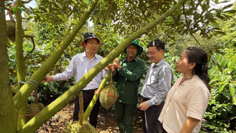 Nghị quyết 36 của Chính phủ: “Chìa khóa” tháo gỡ khó khăn cho ngành hàng sầu riêng