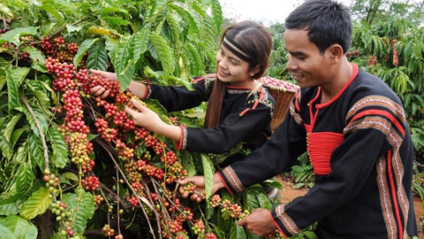 Bản tin nông sản hôm nay (19-8): Giá cà phê tăng mạnh, giá hồ tiêu ổn định