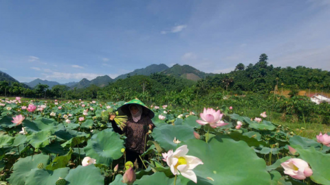 Sen nở giữa chằm trũng Quy Mông