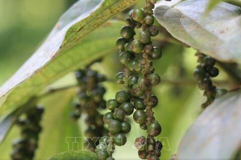Bản tin nông sản hôm nay (12-7): Giá cà phê giảm mạnh