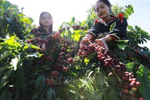 Bản tin nông sản hôm nay (15-7): Giá cà phê xuống dưới 90.000 đồng/kg