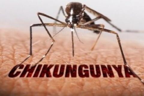 TP Hồ Chí Minh chưa ghi nhận bệnh Chikungunya, phòng nguy cơ tái phát