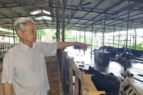 Lão nông thành tỷ phú bò sữa nhờ 'quyết định vàng'