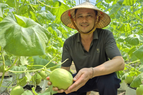 Quyết định để đời của người nông dân bỏ cây truyền thống, trồng dưa hoàng hậu