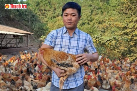 Quảng Ninh: Gà Tiên Yên giúp người dân Điền Xá thoát nghèo