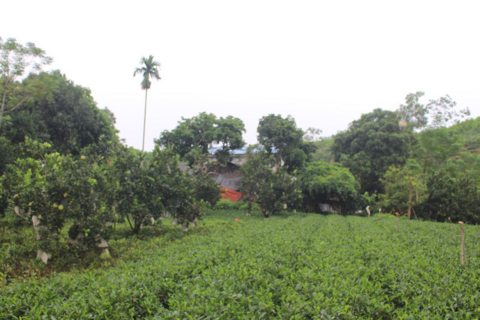 Mô hình trồng chè an toàn giúp nông dân Vô Tranh giảm nghèo bền vững