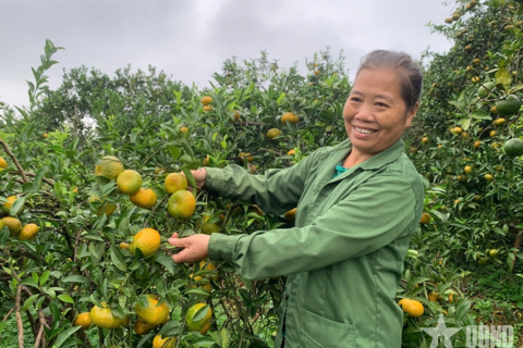 Cam sen-trái ngọt trên đất rừng Văn Chấn (Lào Cai)