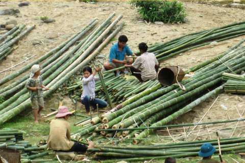 ‘Cây giảm nghèo' lên giá, rừng vùng biên Thanh Hóa phấn khởi vào vụ cuối năm