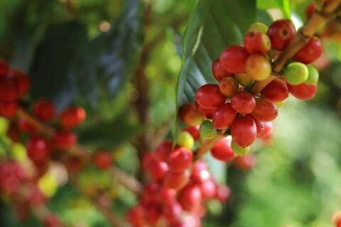 Bản tin nông sản hôm nay (22-12): Giá cà phê, hồ tiêu giảm mạnh