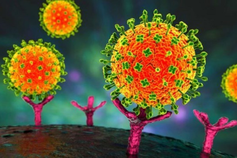 Tuyên Quang yêu cầu tập huấn, chủ động phòng chống dịch bệnh do vi rút Nipah