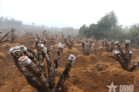 Ống kính bạn đọc: Đào Sơn La nở sớm