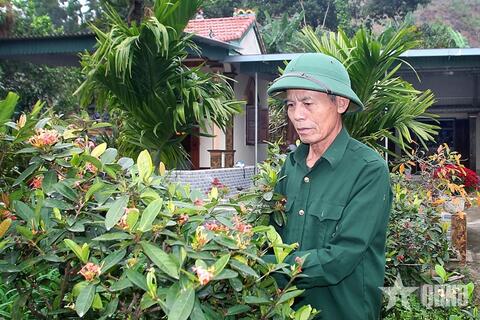 Cựu chiến binh bám rừng làm giàu    ​