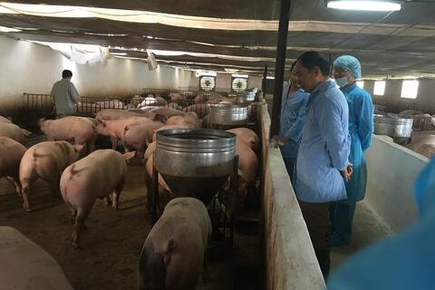 Chi phí vận chuyển tăng, giá thức ăn chăn nuôi leo thang