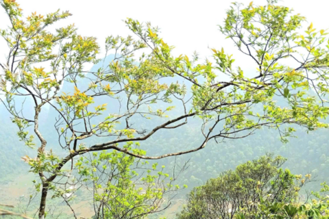 Giải mã 'cơn sốt' muội hồng