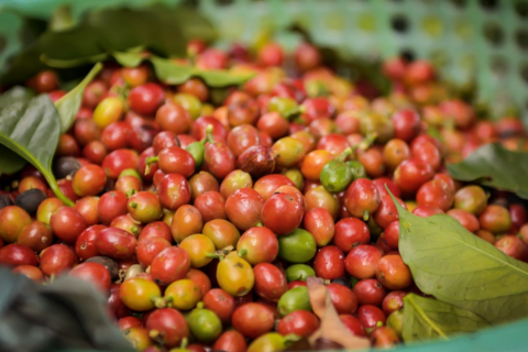 Bản tin nông sản hôm nay (20-4): Giá cà phê giảm, hồ tiêu phục hồi nhẹ, lúa gạo đi ngang