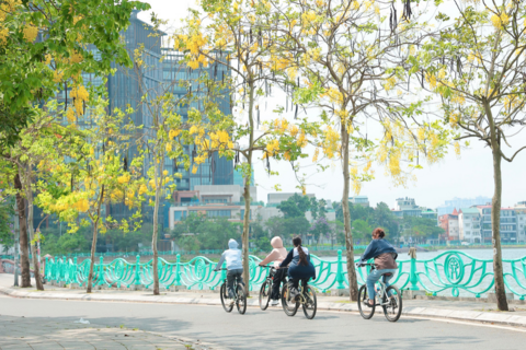 Hoa muồng Hoàng Yến ‘đua nhau’ khoe sắc vàng rực rỡ giữa trời Thủ đô
