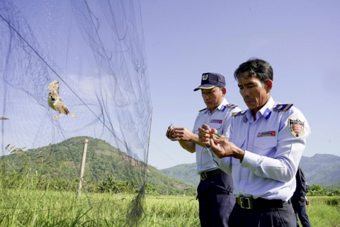 Khánh Hòa: Kiến nghị đưa chim yến vào danh mục “Động vật cần bảo tồn”
