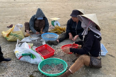 Ngư dân đạp sóng biển, đi giật lùi bắt ốc tí hon kiếm tiền triệu
