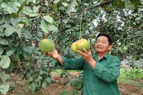 Chi hội trưởng nông dân “hai giỏi”