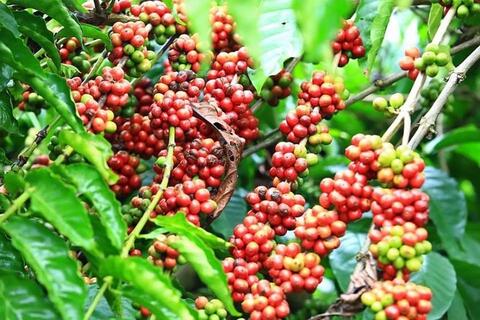 Bản tin nông sản hôm nay (23-6): Giá cà phê tăng nhẹ