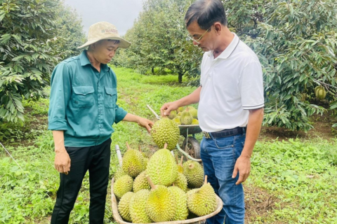 Gia Lai: Bỏ phố lên rừng, lão nông sở hữu hơn 1.600 cây sầu riêng, thu gần 7 tỷ đồng mỗi năm