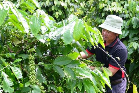 Bản tin nông sản hôm nay (21-7): Giá cà phê tăng, hồ tiêu neo ở mức cao