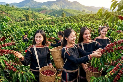 Giá cà phê hôm nay 31.7 giảm mạnh, cao nhất còn 96.800 đồng/kg