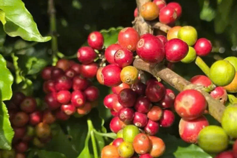 Bản tin nông sản hôm nay (12-8): Giá cà phê và hồ tiêu cùng tăng