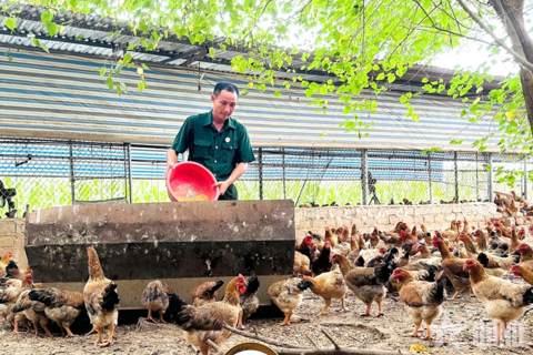 Cựu chiến binh làm giàu từ chăn nuôi