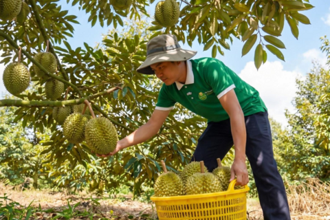 “Chinh phục” hơn 20 quốc gia và vùng lãnh thổ, sầu riêng ước đạt 4 tỷ USD