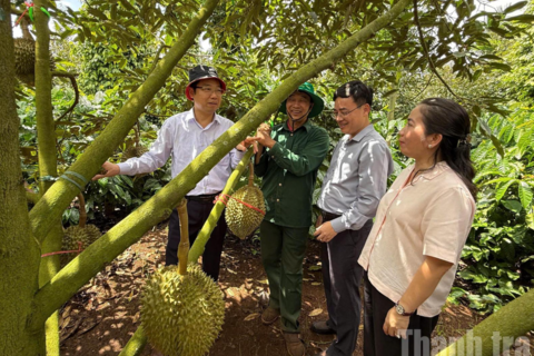 Nghị quyết 36 của Chính phủ: “Chìa khóa” tháo gỡ khó khăn cho ngành hàng sầu riêng